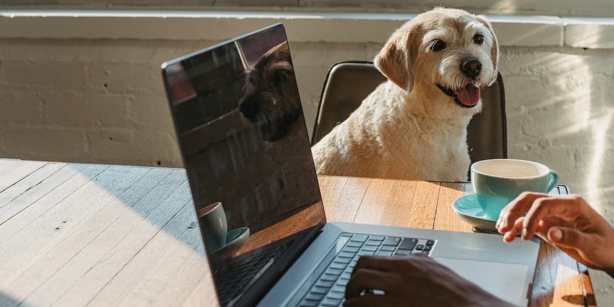 Dog near computer A closeup photograph of a pair of nondescript hands at a laptop on a kitchen table with a coffee cup on a saucer nearby and a small fluffy dog sitting on a chair smiling as it looks at its human.